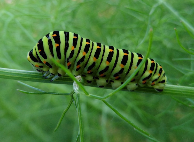 Bruchi Papilio machaon